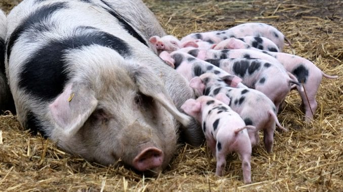 The Food and Veterinary Agency creates a protective zone after African swine fever is discovered in a village close to Skopje