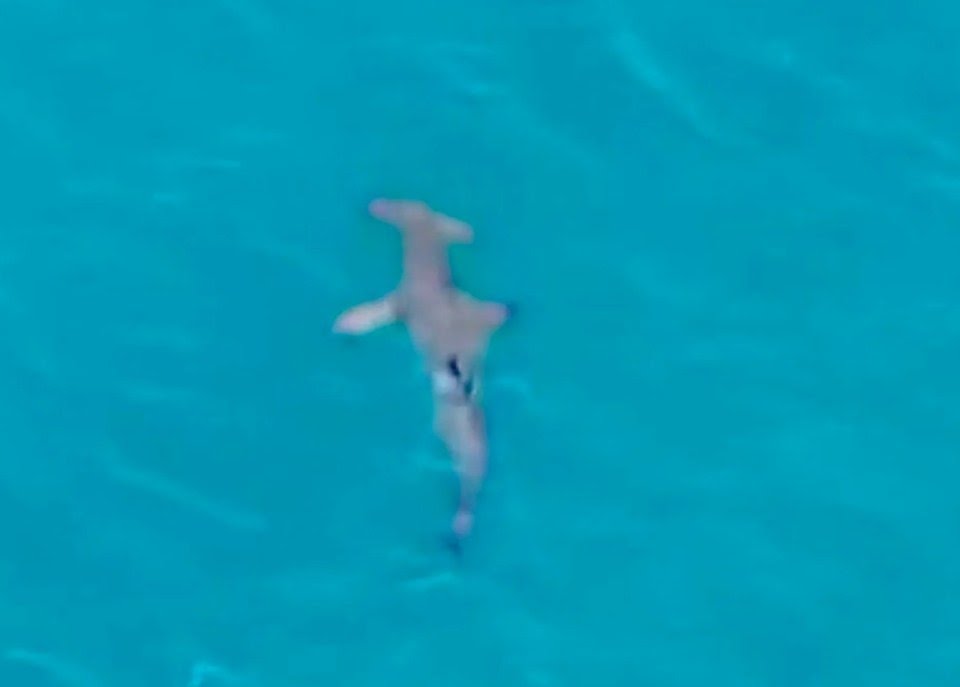 Tourist beaches in Spain closed after huge sharks spotted close to shore